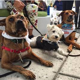 Snapples, Petie, and Tucker donning their Britto "Azul" bandanas at the Yappy Hour